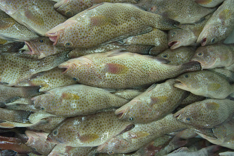 Komira 5 Most expensive grouper fish species in Indonesia